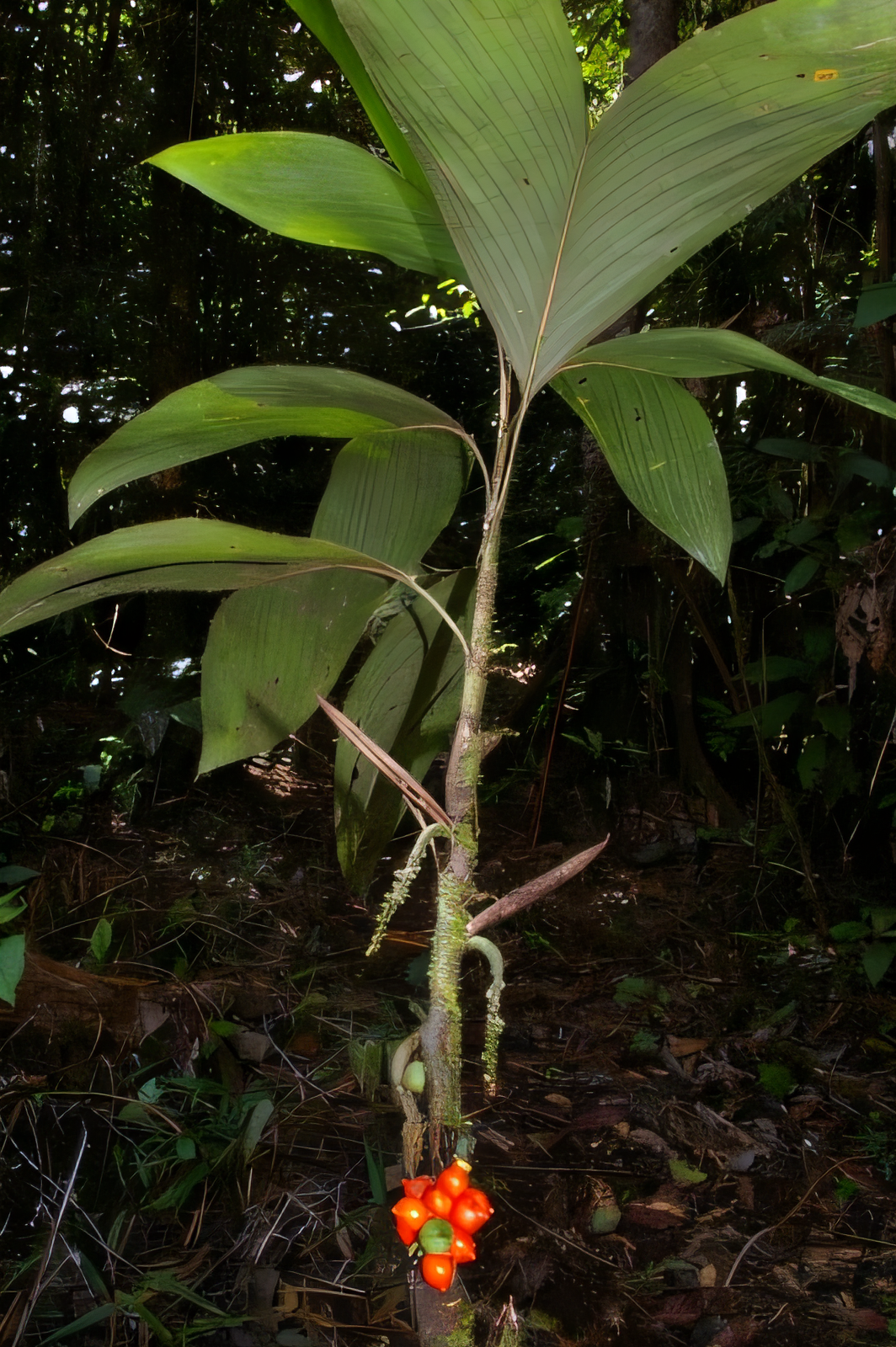 Bactris simplicifrons