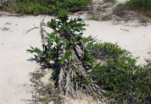 Bactris soeiroana: A comprehensive Growing Guide for Enthusiasts & Collectors.