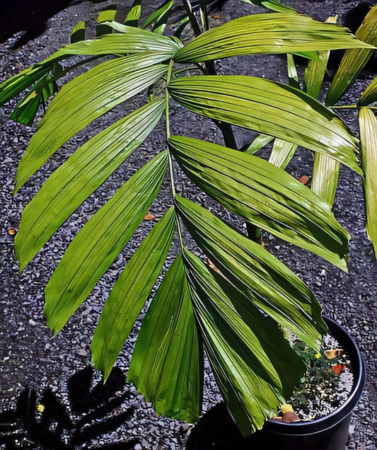Balaka insularis