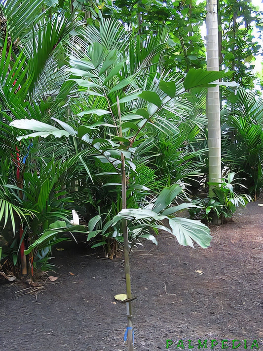 Balaka longirostris