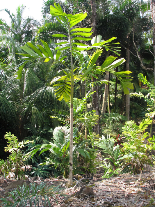Balaka samoensis