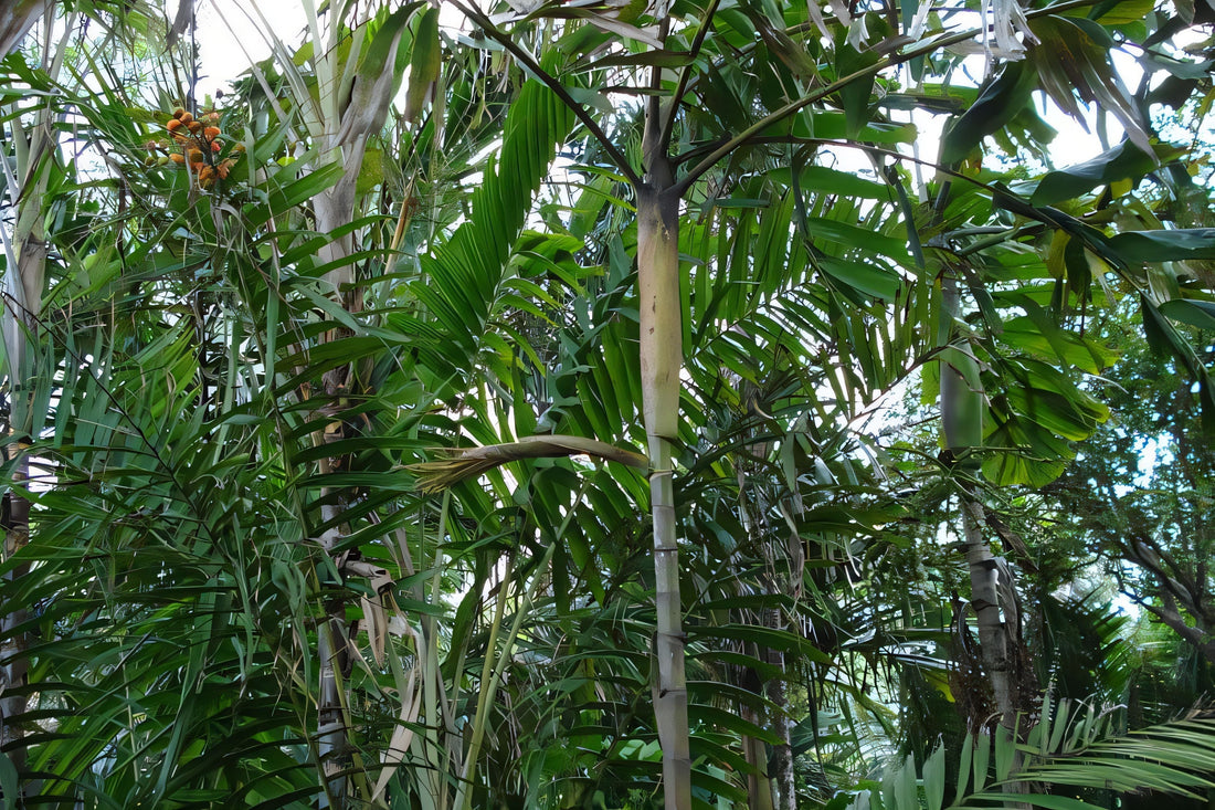 Balaka sp. 'Costa Rica'