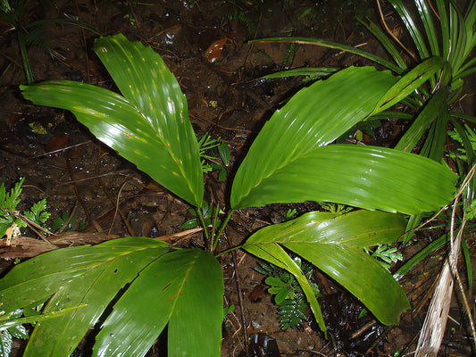 Balaka sp. 'bulitavu'