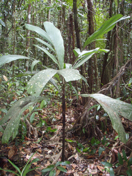 Balaka sp. 'natewa'