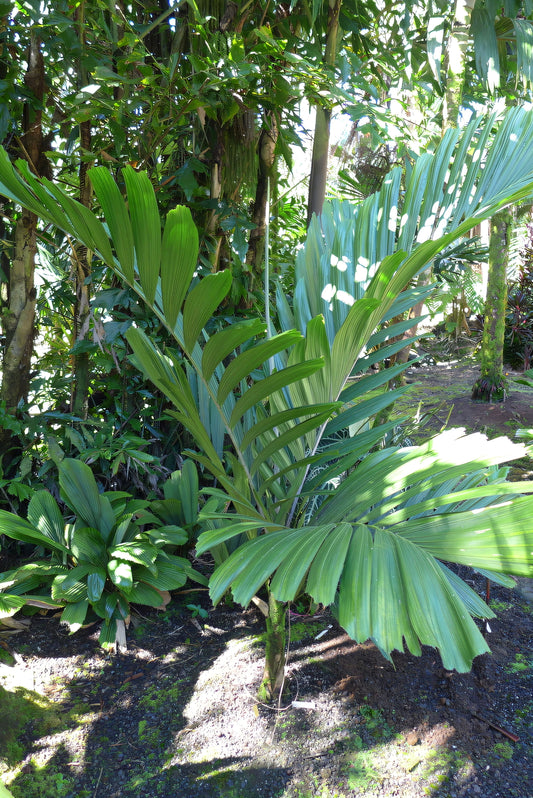 Balaka streptostachys