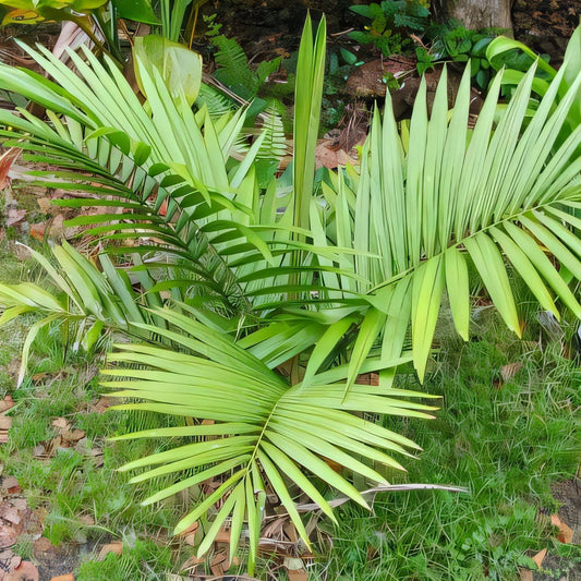 Barcella odora