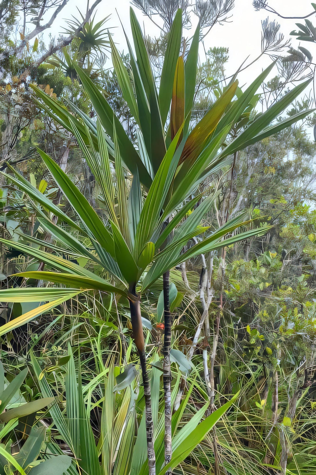 Basselinia deplanchei