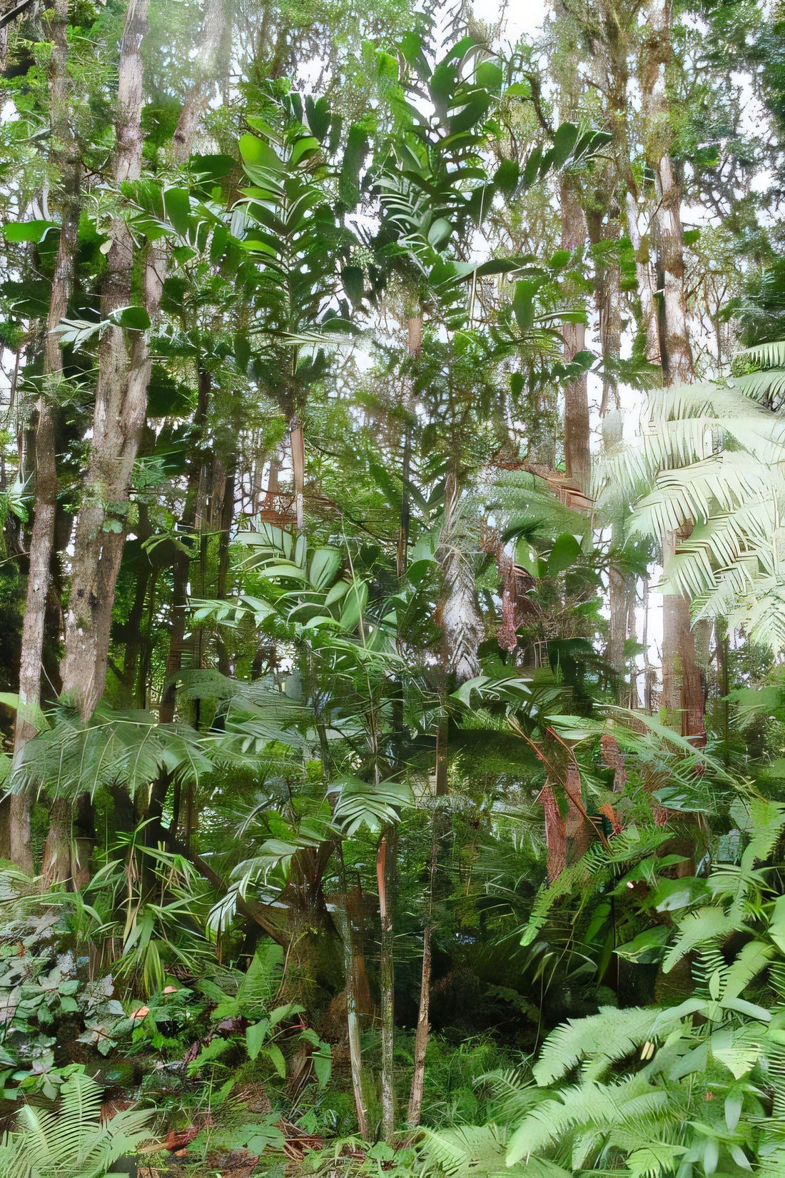 Basselinia eriostachys