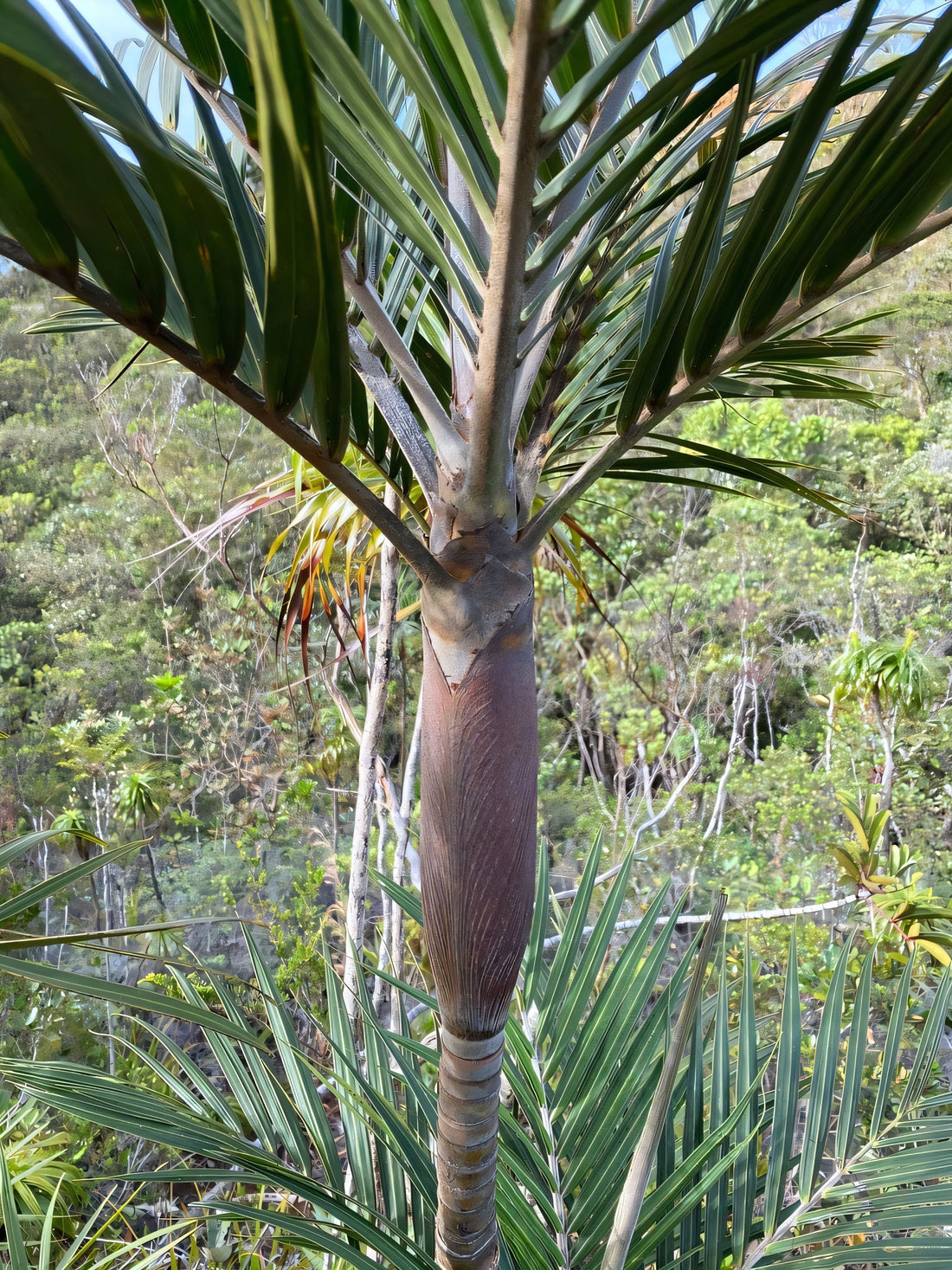 Basselinia glabrata