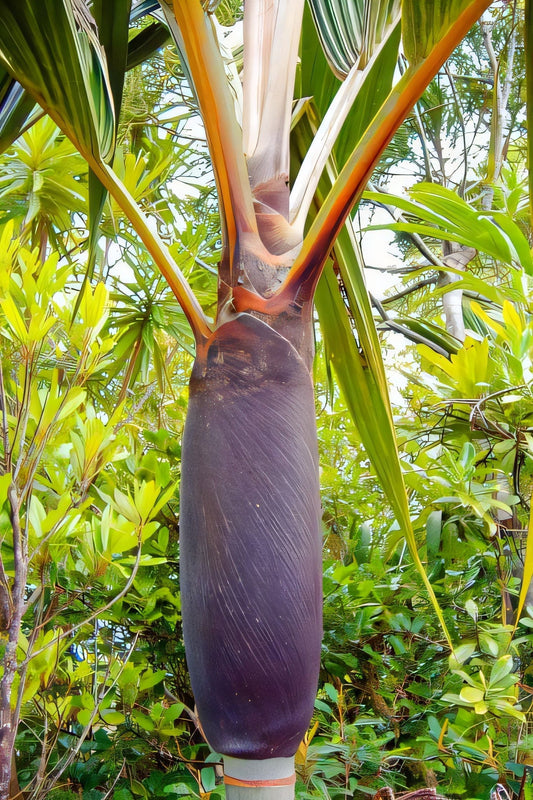 Basselinia pancheri