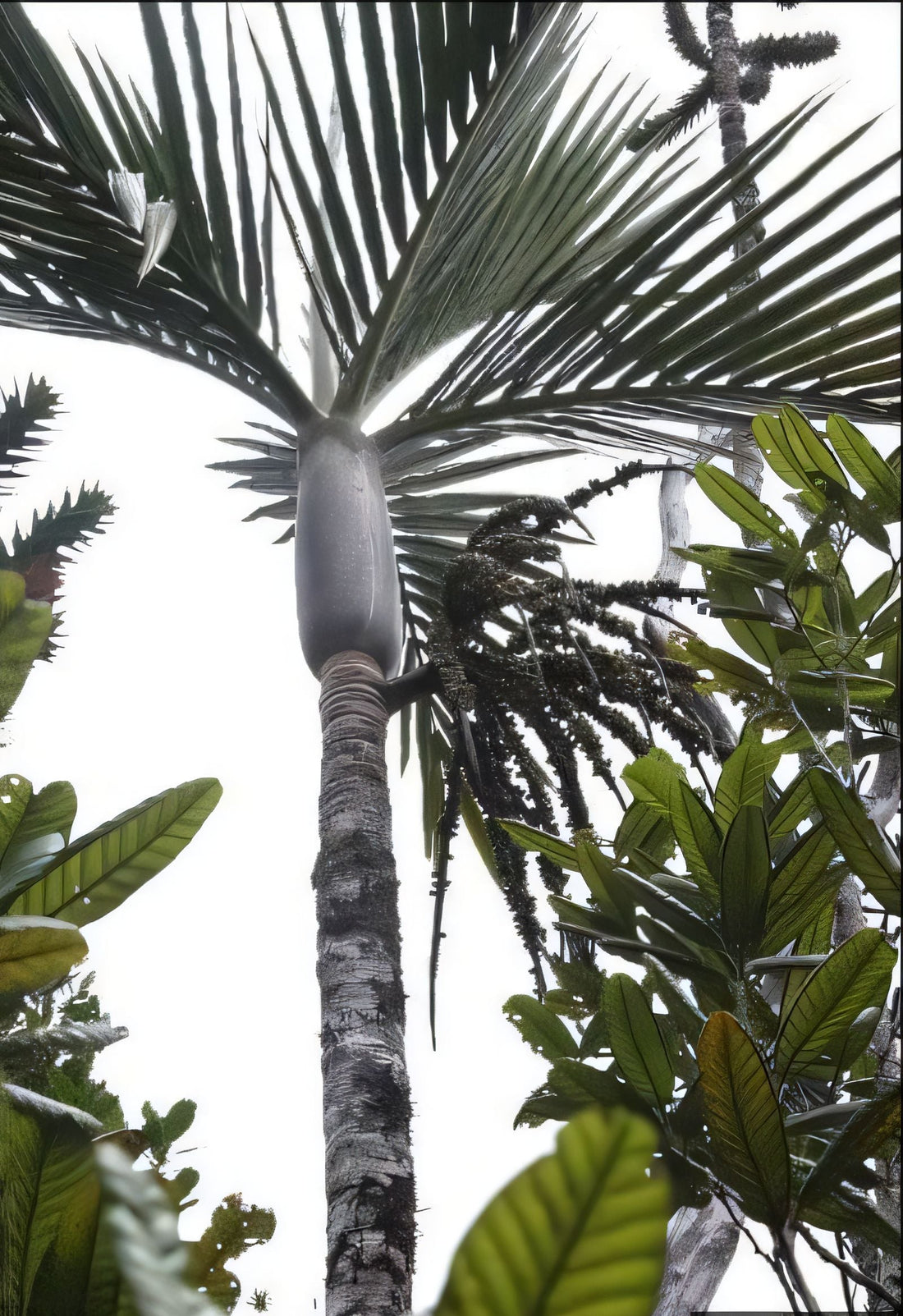 Basselinia porphyrea: A comprehensive Growing Guide for Enthusiasts &  Collectors.