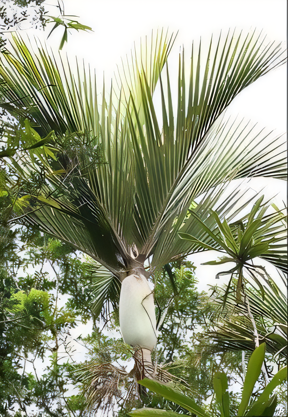 Basselinia tomentosa