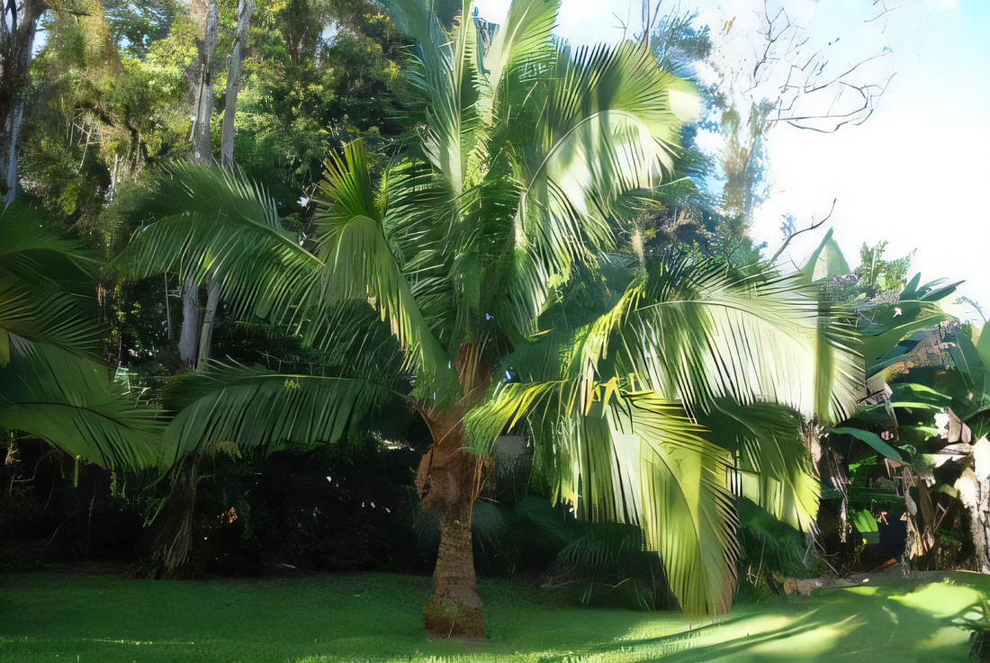 Beccariophoenix alfredii