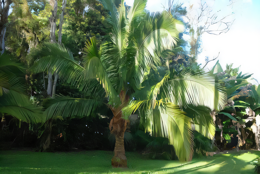 Beccariophoenix alfredii