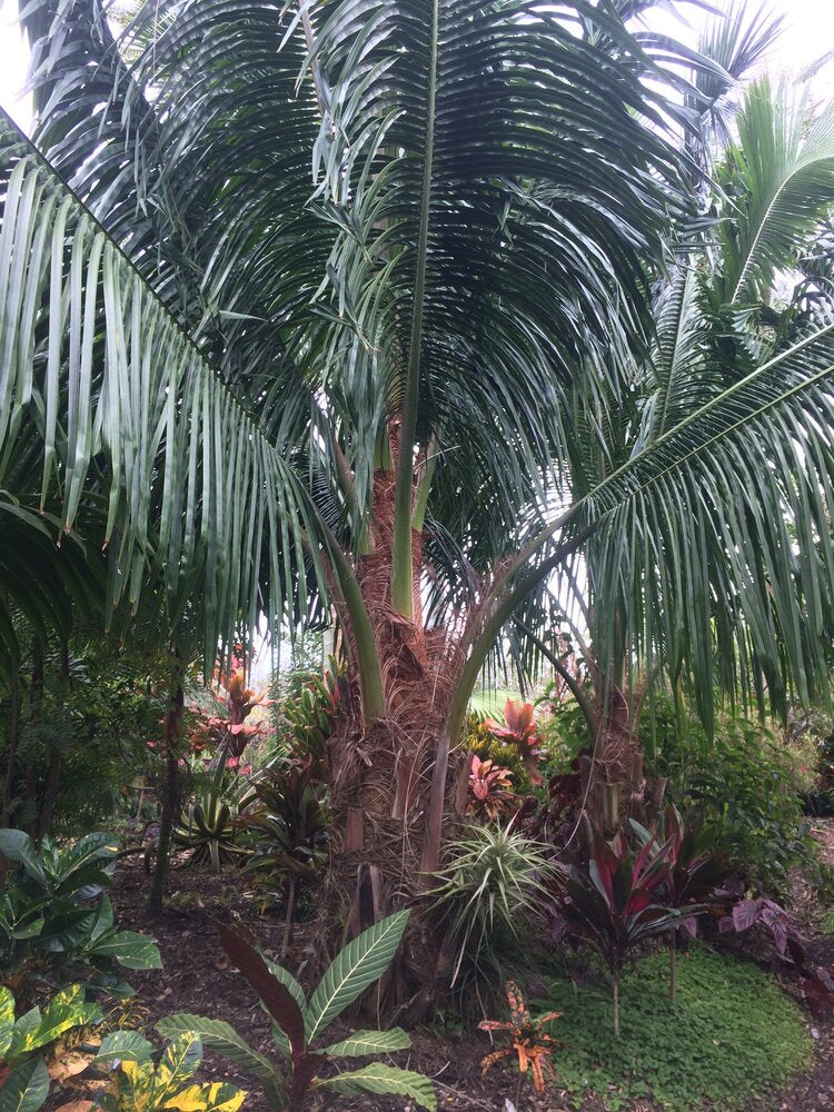 Beccariophoenix fenestralis