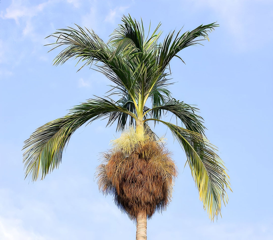 Bentinckia nicobarica