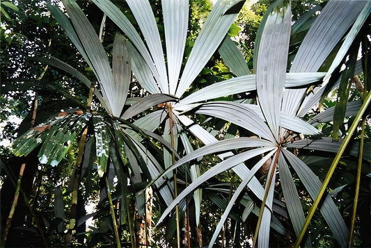 Borassodendron borneense