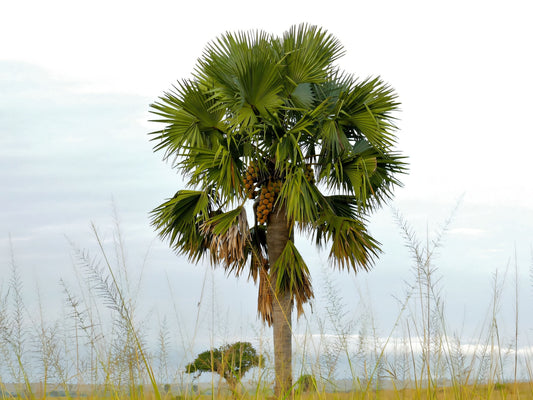 Borassus aethiopum
