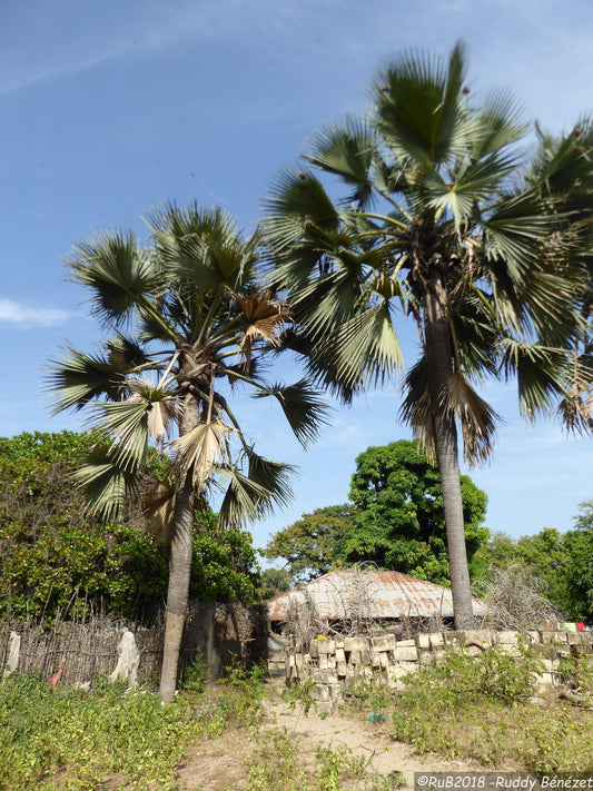Borassus akeassii