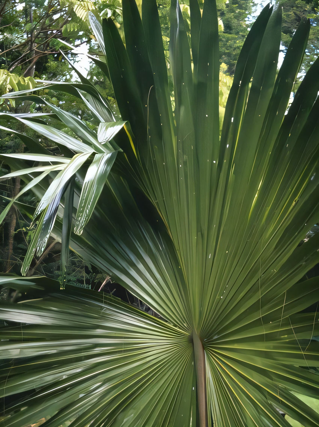 Borassus heineanus
