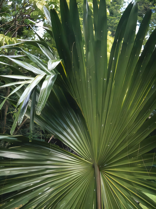 Borassus heineanus