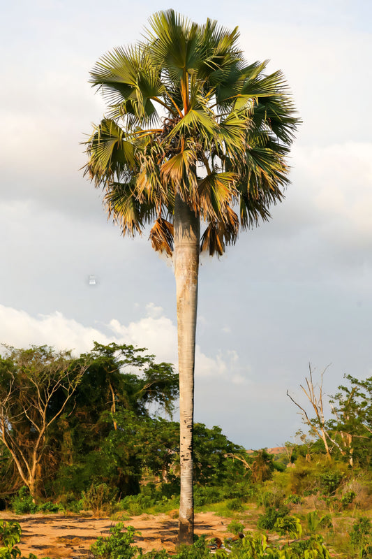 Borassus sambiranensis