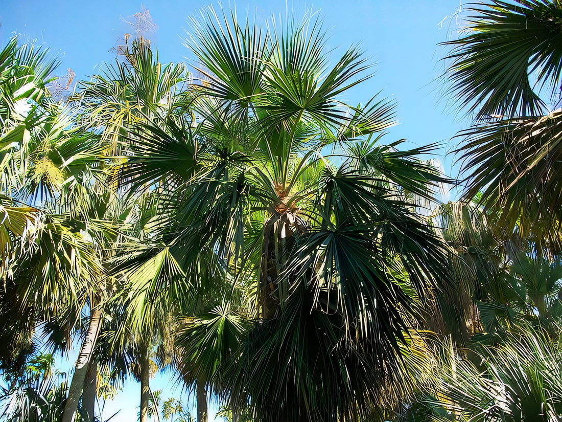 Brahea bella: A comprehensive Growing Guide for Enthusiasts &  Collectors.