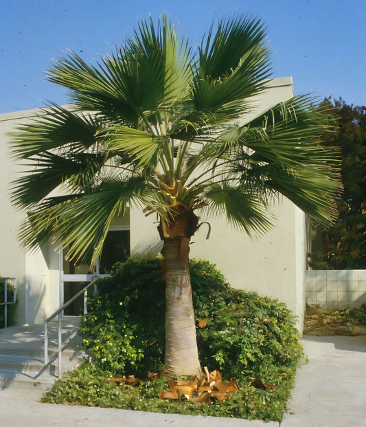 Brahea edulis