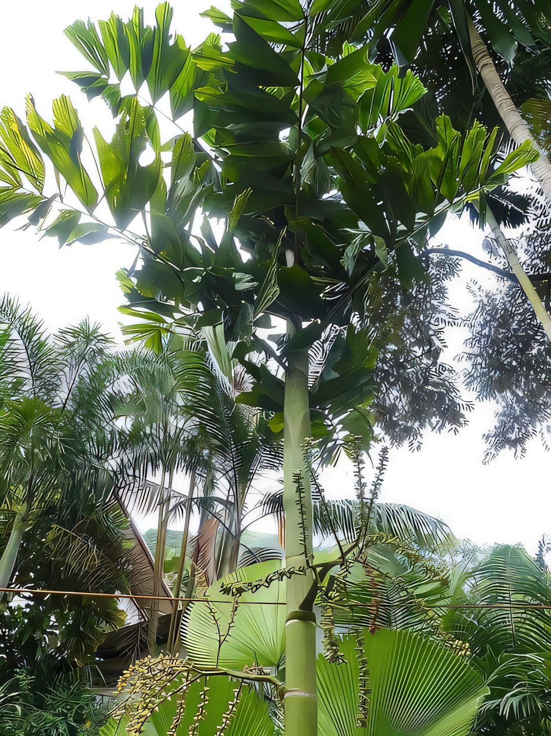 Brassiophoenix drymophloeoides