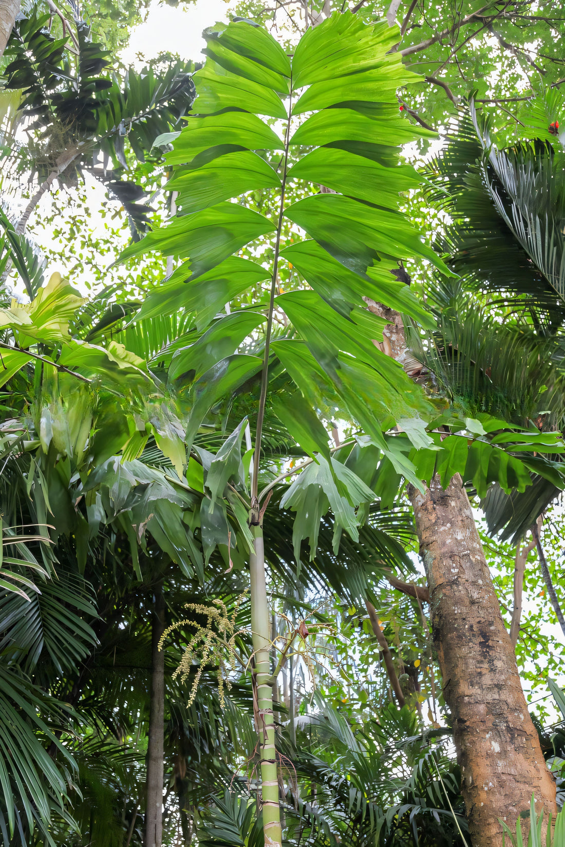 Brassiophoenix schumannii