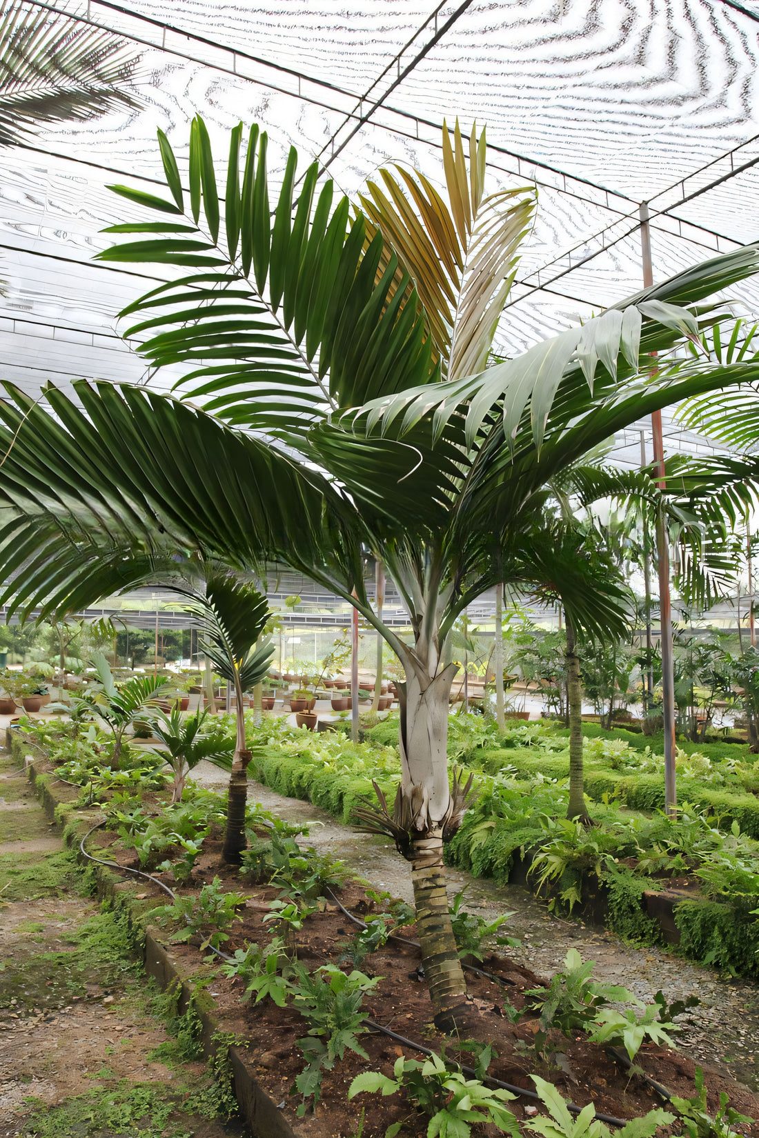 Burretiokentia dumasii