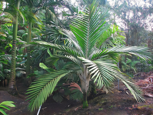 Burretiokentia grandiflora: A comprehensive Growing Guide for Enthusiasts & Collectors.
