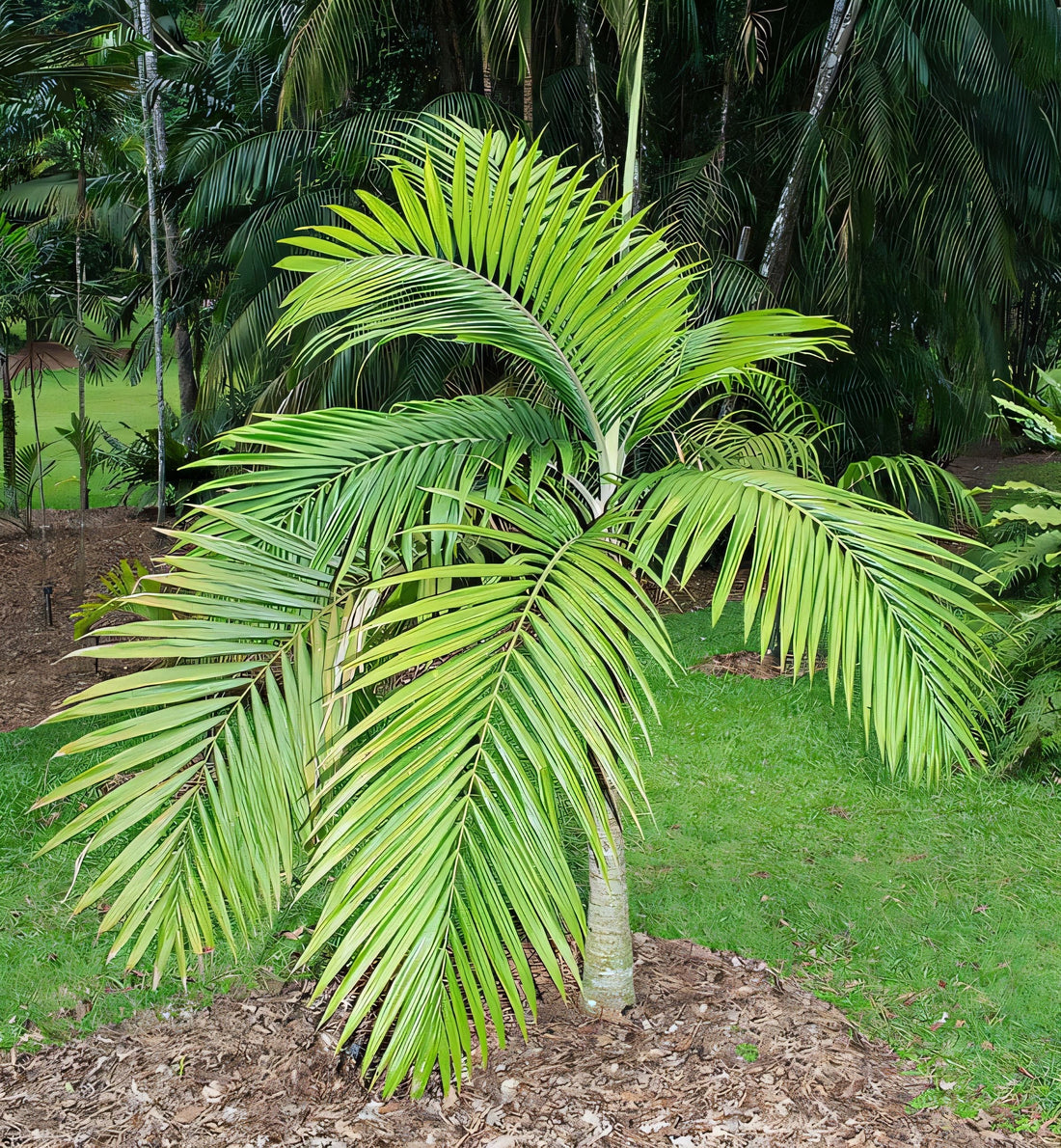 Burretiokentia hapala