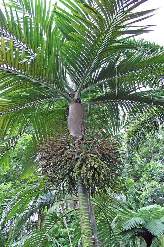 Burretiokentia vieillardii