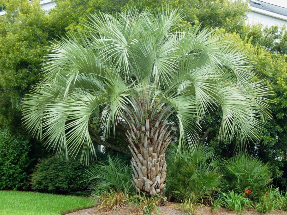 Butia Capitata (Pindo Palm): A comprehensive Growing Guide for ...