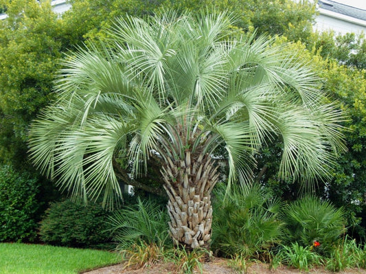 Butia Capitata