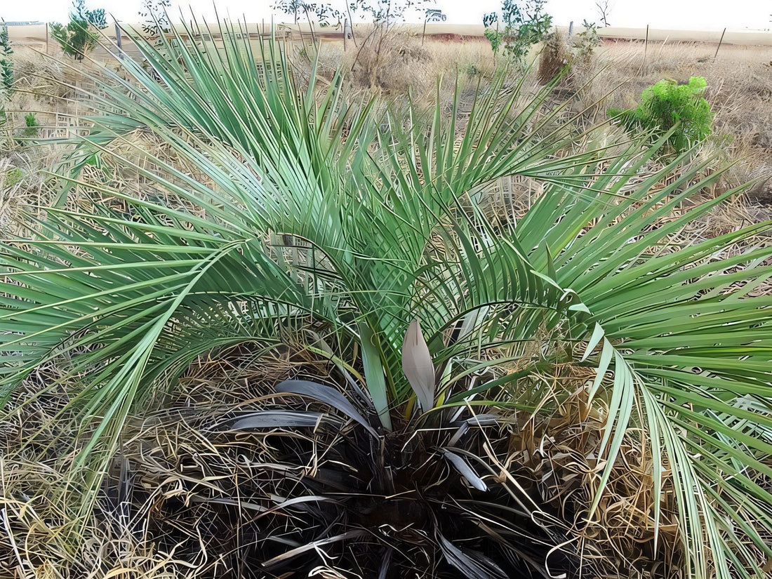 Butia Matogrossensis