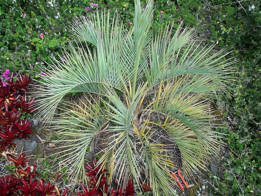 Butia archeri