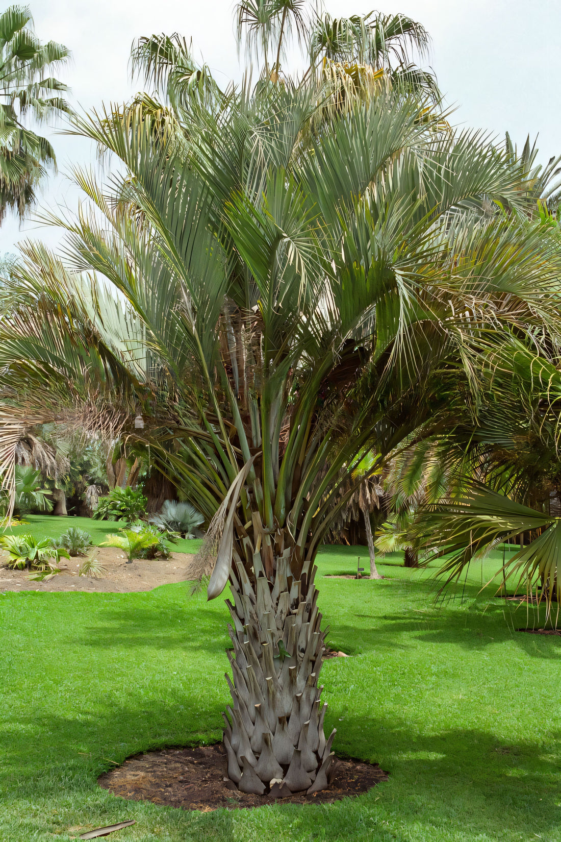 Butia catarinensis
