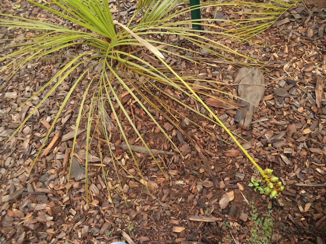 Butia exospadix
