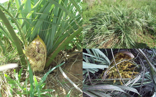 Butia lallemantii