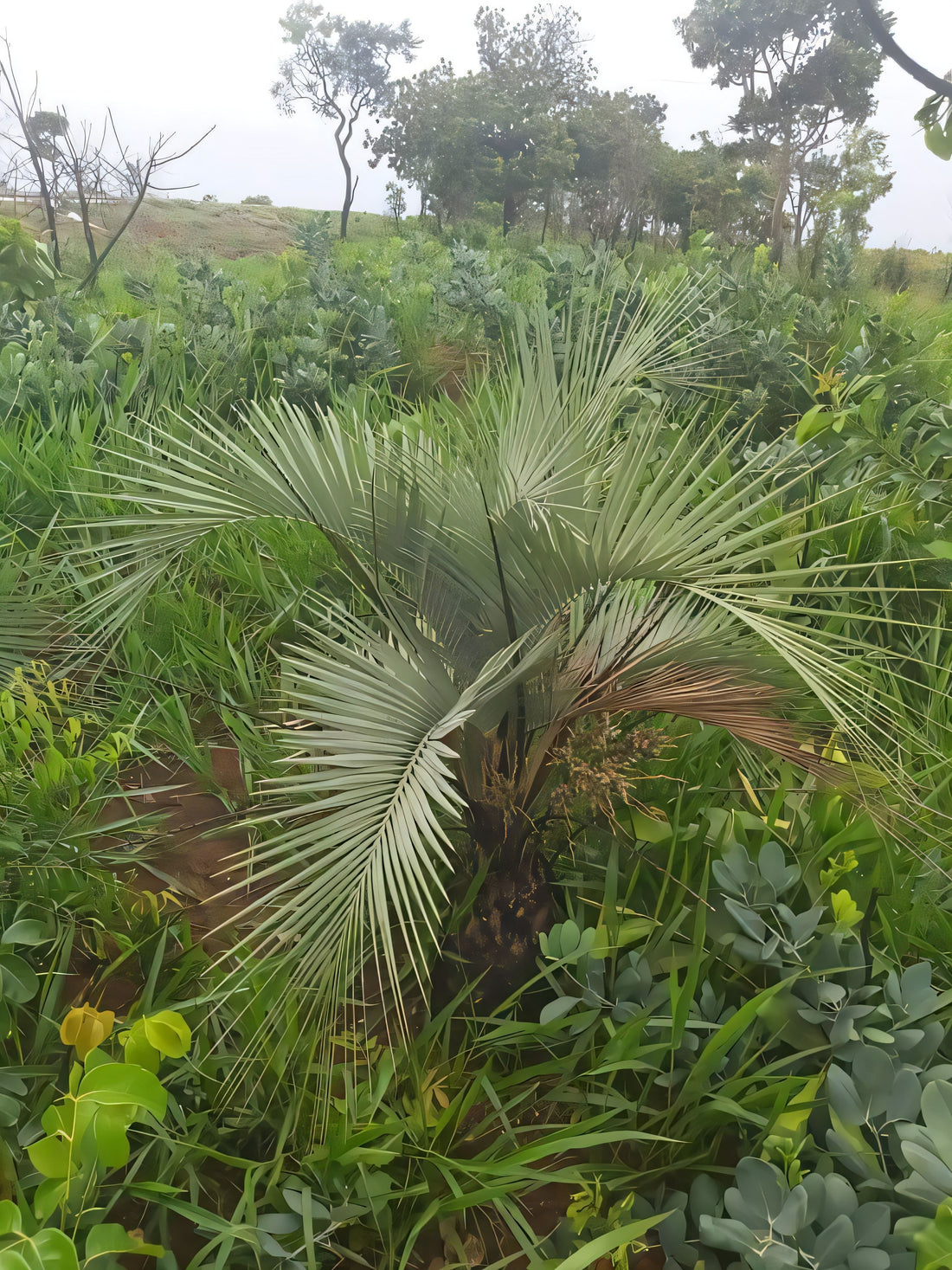 Butia lepidotispatha
