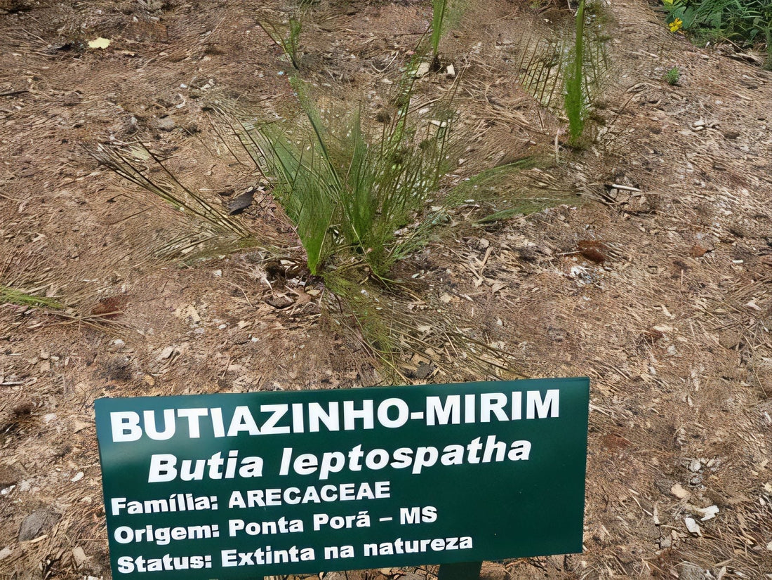Butia leptospatha