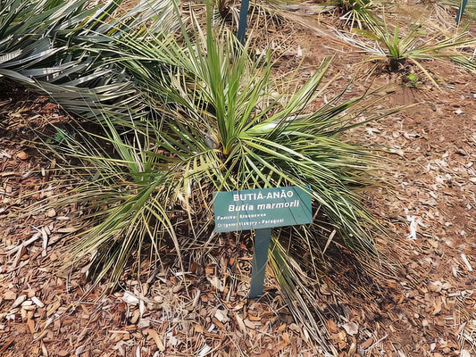 Butia marmorii