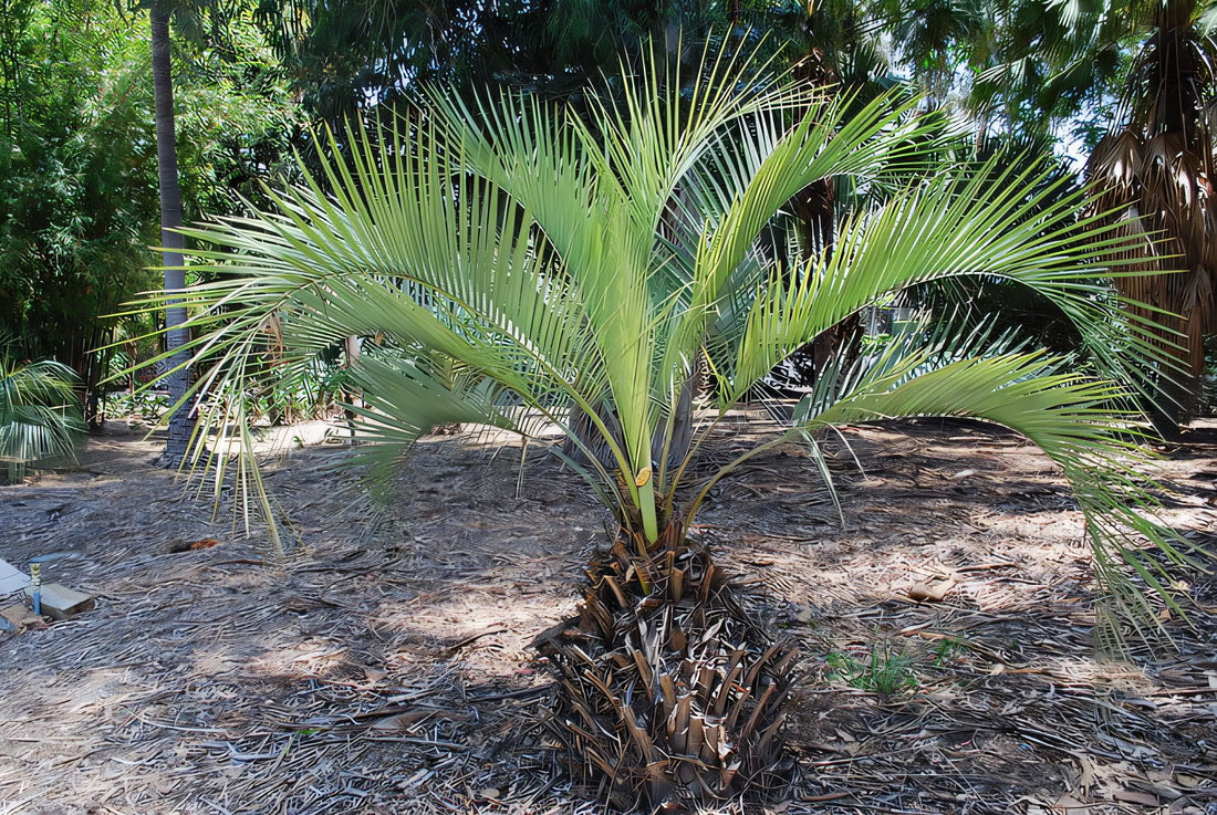 Butia paraguayensis