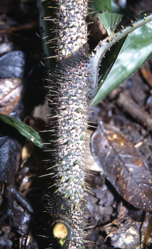 Calamus acanthospathus: A comprehensive Growing Guide for Enthusiasts & Collectors.