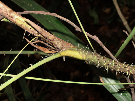CALAMUS LACCIFERUS