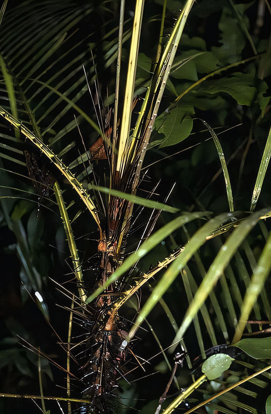 CALAMUS MARGINATUS