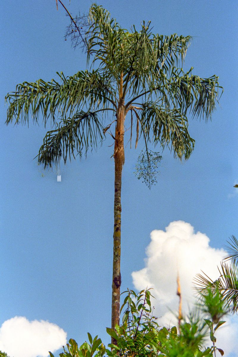 Ceroxylon vogelianum
