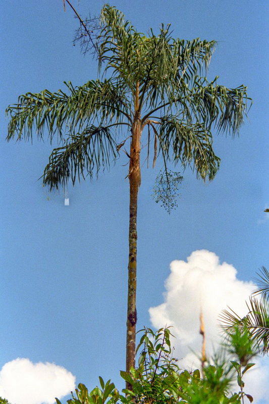Ceroxylon vogelianum